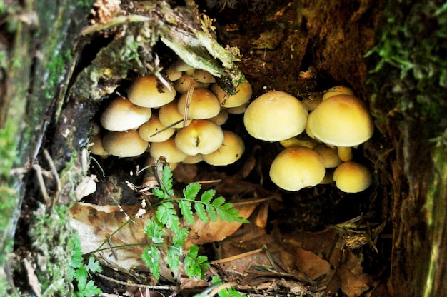 Funghi tossici a terra nella giungla della Foresta Nera o Schwarzwald nel quartiere Seebach della città di Zurigo nel Baden Wurttemberg Germania