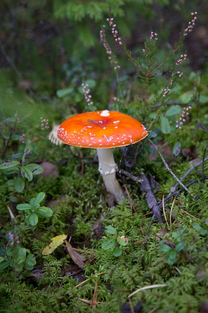 Funghi tossici e allucinogeni Agarico di mosca in erba su sfondo foresta autunnale. Rosso velenoso Amanita Muscaria fungo macro close up in ambiente naturale. Paesaggio autunnale naturale. Foto di alta qualità