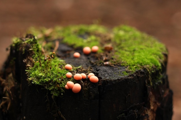 funghi velenosi rotondi rosa su un ceppo marcio con muschio