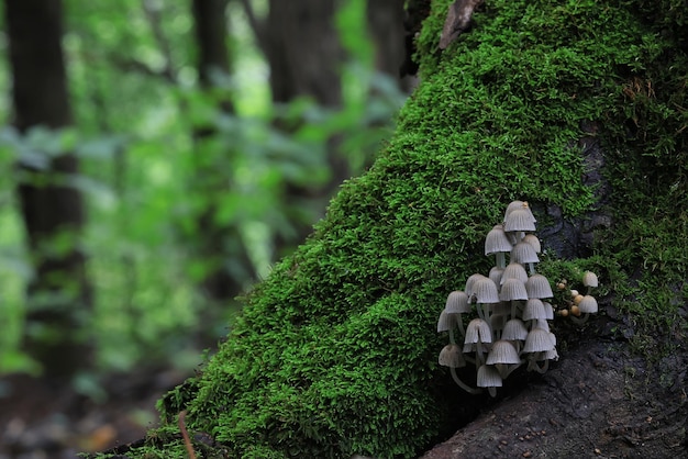 funghi velenosi tossici psichedelico pericoloso ecosistema