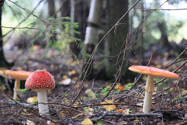 funghi velenosi tossici psichedelico pericoloso ecosistema