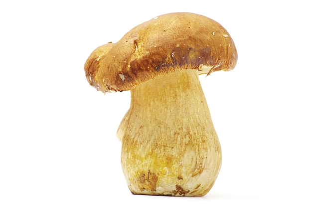 funghi