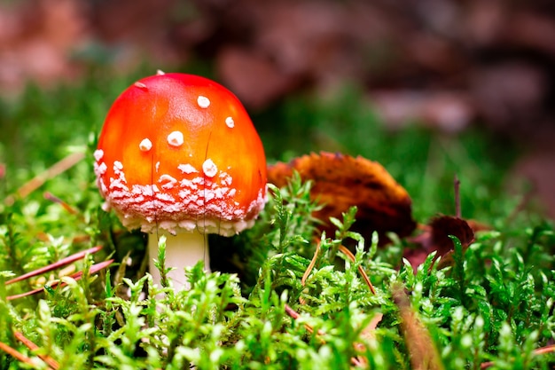 Fungo agarico rosso con puntini bianchi che cresce nella foresta di autunno sul muschio