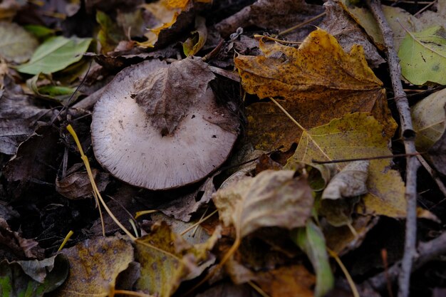 Fungo Agaricus sotto il fogliame nella foresta autunnale