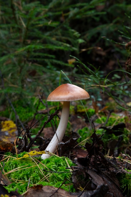 Fungo Amanita fulva, noto anche come grisette fulva. fungo commestibile