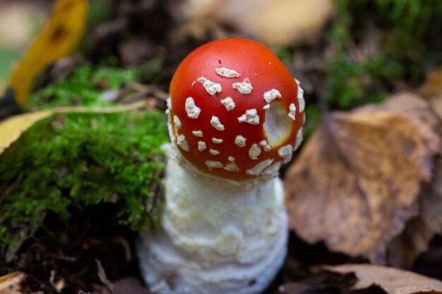 Fungo Amanita muscaria, un fungo rosso cresce in autunno nella foresta, ottobre. Funghi allucinogeni