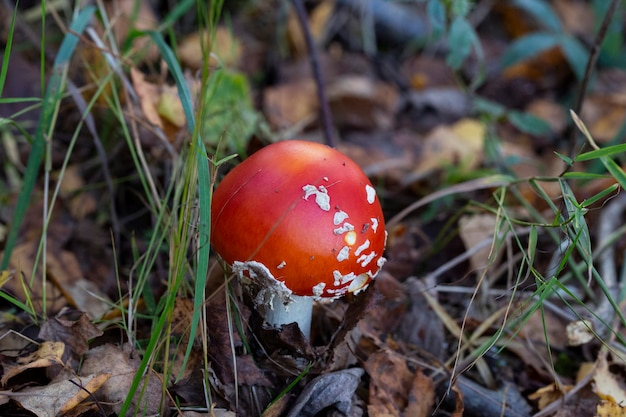 Fungo Amanita muscaria, un giovane fungo rosso cresce nella foresta in autunno. Fungo allucinogeno velenoso, trattamento di vermi per animali selvatici