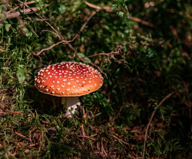 Fungo amanita nel bosco