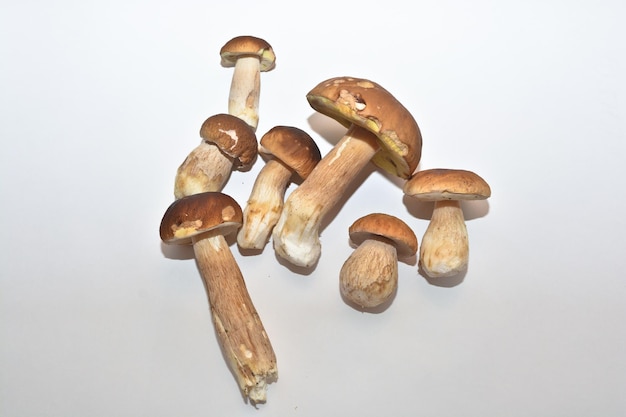 Fungo bianco Boletus edulis