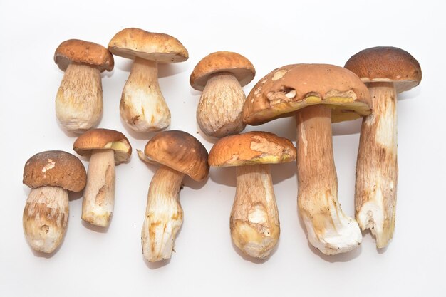 Fungo bianco Boletus edulis