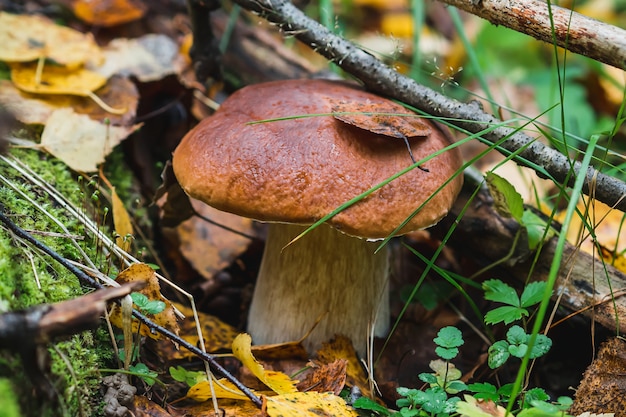 Fungo bianco in autunno della foresta