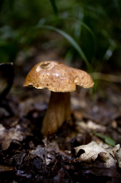 Fungo bianco nel bosco