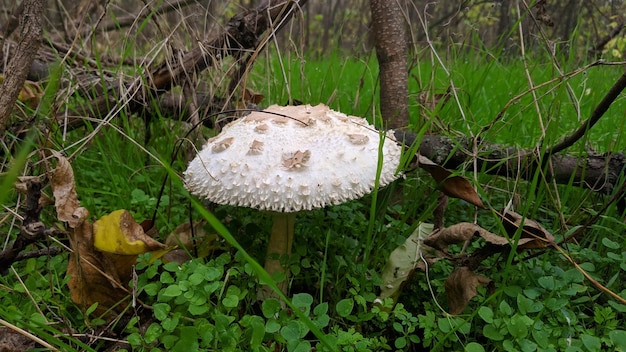 Fungo bianco non commestibile della specie Chlorophyllum molybdites Grebe