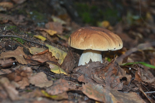 Fungo bianco sotto gli alberi