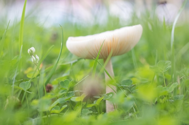 Fungo bianco tra erba verde da vicino