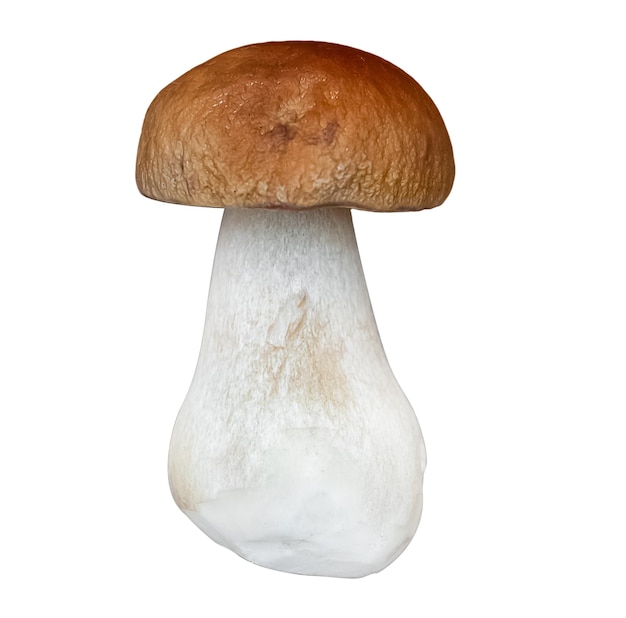 Fungo Boletus edulis isolato su sfondo bianco