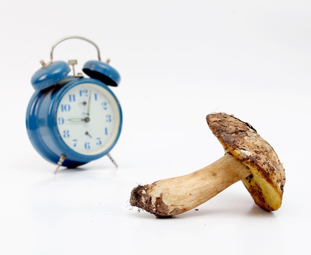 fungo boletus edulis