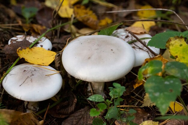 Fungo Clitocybe nebularis nella foresta autunnale