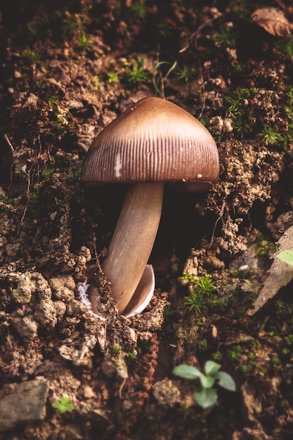 Fungo close up foto su uno sfondo marrone sporco nel mezzo della foresta