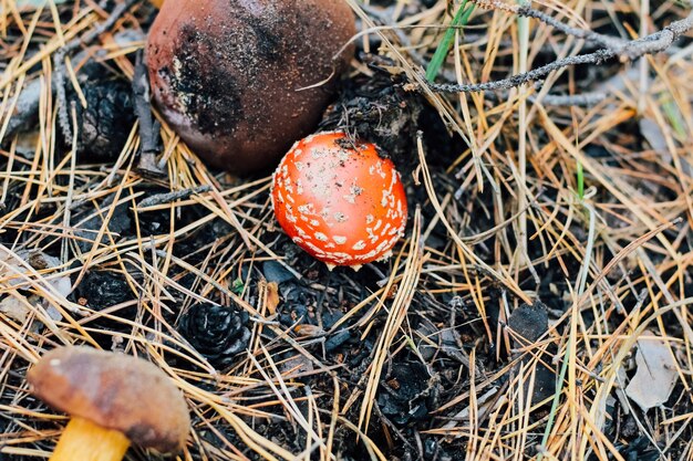 Fungo commestibile Imleria badia e fungo velenoso Amanita fly agaric.