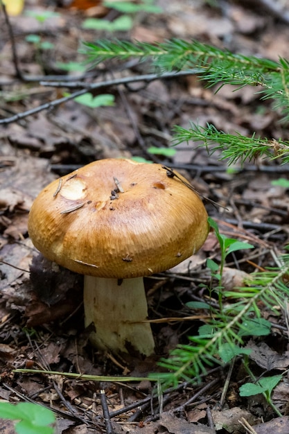 Fungo commestibile, Valuy lat. Russula foetens. ottobre