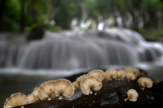 Fungo con cascata sullo sfondo