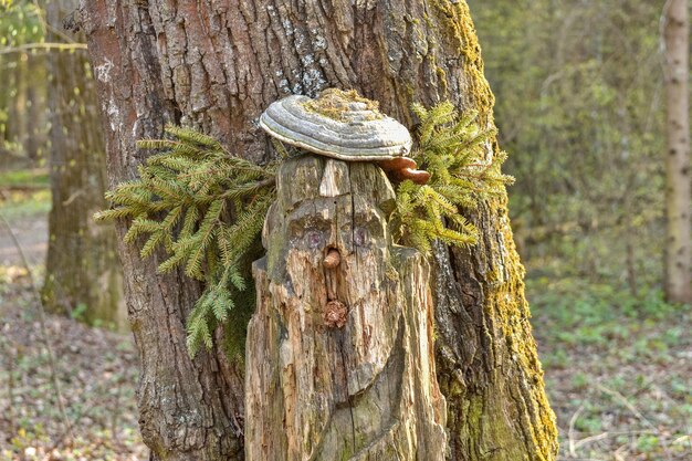 Fungo dell'esca su un primo piano del tronco di albero con i rami