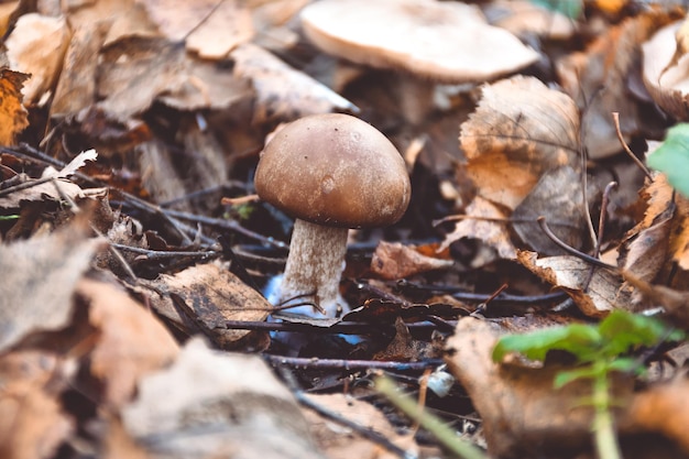 Fungo dell'oliatore nel primo piano del fungo del primo piano dell'erba nella foresta