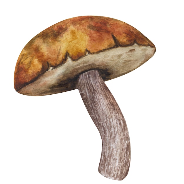 Fungo della foresta commestibile Boletus Disegno botanico Illustrazione acquerello disegnata a mano isolata su sfondo bianco Per utilizzare il menu del poster della carta