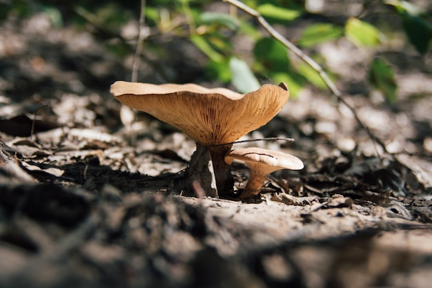 Fungo della russula nella foresta