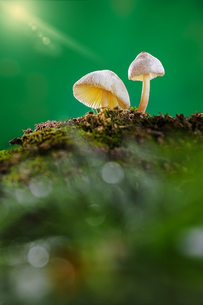 Fungo di bellezza nel giardino tropicale