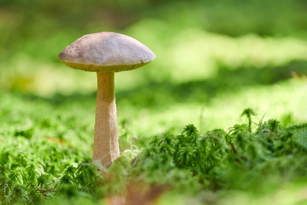 Fungo di betulla. Fungo commestibile che cresce nel muschio. Bolete della palude bianca fantasma. Copia spazio