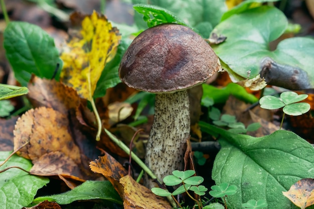 Fungo di betulla nella foresta