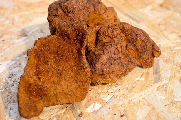 Fungo di chaga della betulla selvatica sbucciato per fare il tè di fungo naturale su una superficie di legno