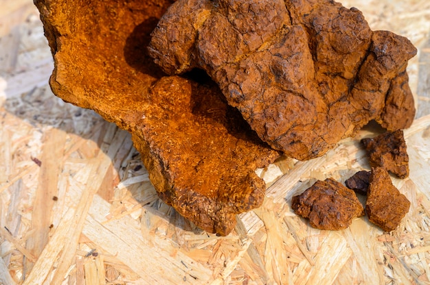 Fungo di chaga della betulla selvatica sbucciato su una superficie di legno