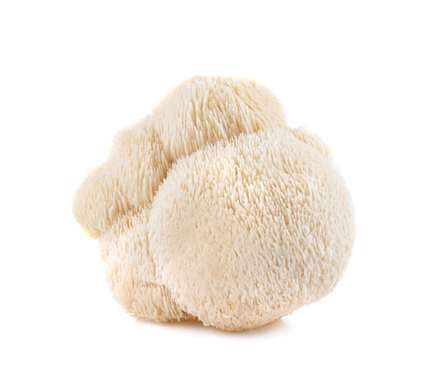 fungo di criniera di leone isolato su sfondo bianco
