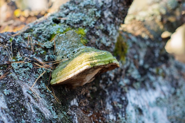 fungo di esca o chaga su un albero in una soleggiata foresta di funghi