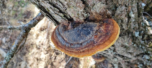 Fungo di legno che cresce sul vecchio tronco di pino