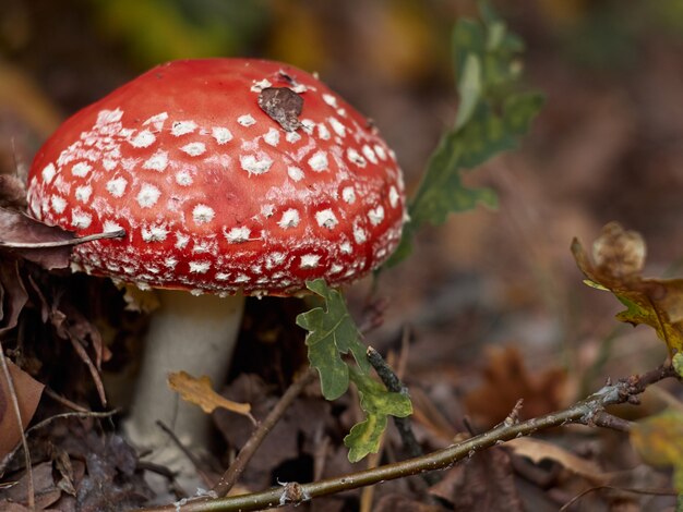 Fungo di muscaria dell'amanita, fine in su.