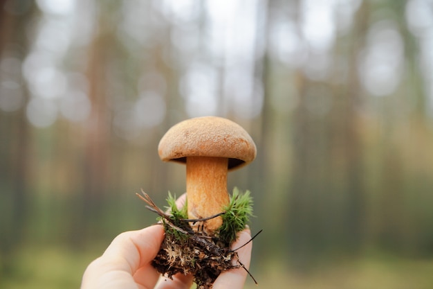 Fungo di muschio di autunno nella foresta.