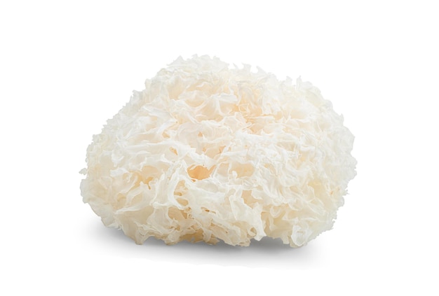 Fungo di neve secca Tremella fuciformis isolato su sfondo bianco