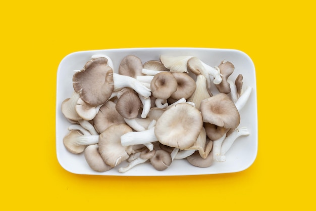 Fungo di ostrica fresco in piatto bianco su fondo giallo.