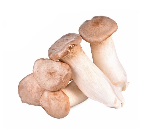 Fungo di ostrica reale Pleurotus eryngii su bianco