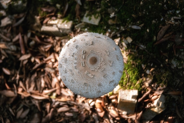 Fungo di procera di Lepiota che cresce in foglie della foresta