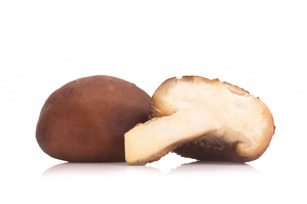 Fungo di shiitake sui precedenti bianchi