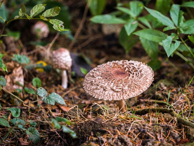 Fungo esposto all'aria nella riserva naturale di Warnham