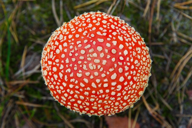 Fungo Fly-agarico in una foresta, primo piano foto