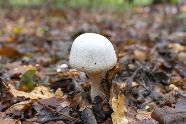 Fungo in uno sfondo naturale. Foto di alta qualità