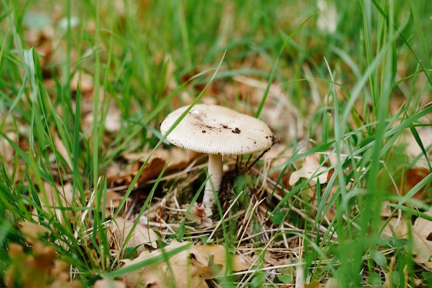 Fungo Lepiota in erba con fogliame autunnale nella foresta