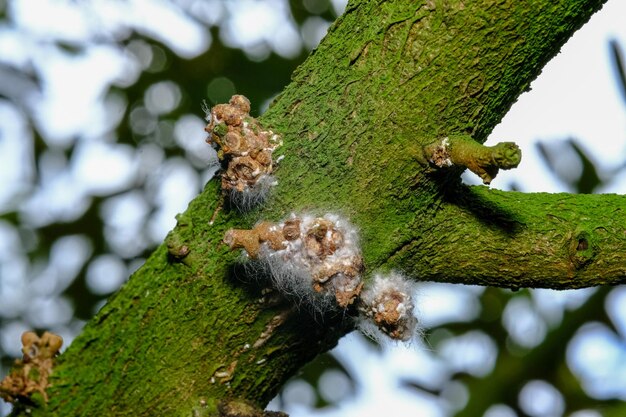 Fungo nei rami degli alberi di durian